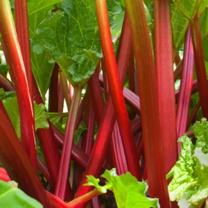 Rhubarbe Victoria - Rheum rhabarbarum