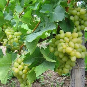 Vigne Arkadia - Vitis vinifera