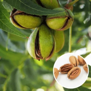 Pacaniers Wichita - Pawnee - Carya illinoinensis